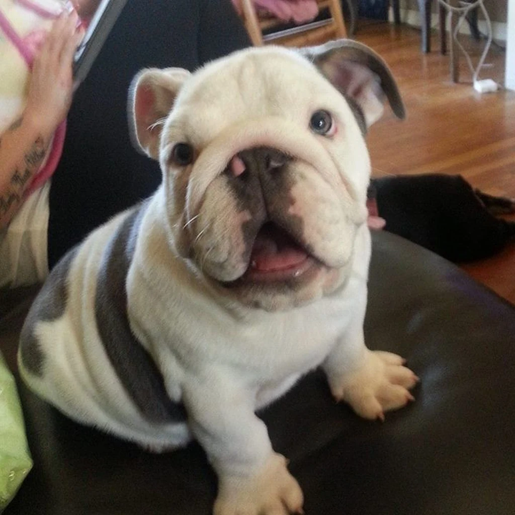 Cachorro de Bulldog Inglés
