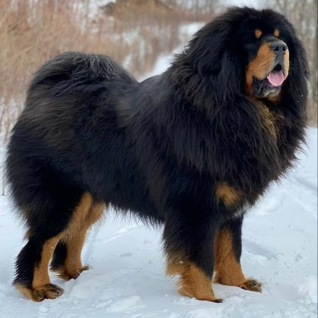 Mastín Tibetano foto 2