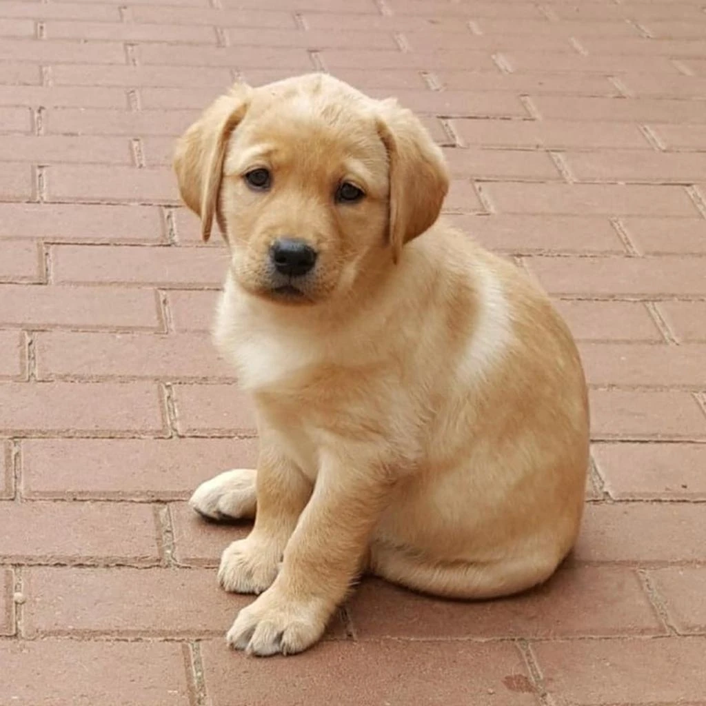 Labrador Retriever foto 2