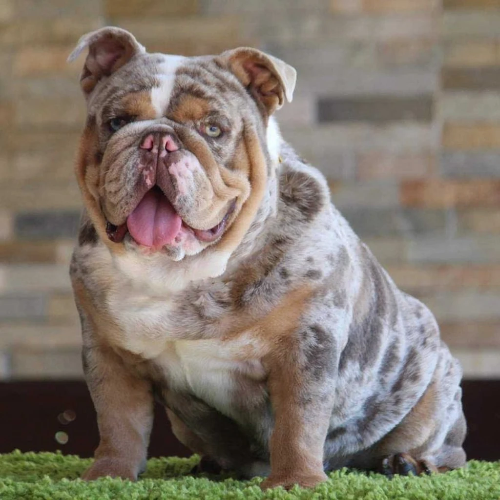 Bulldog Inglés foto 4