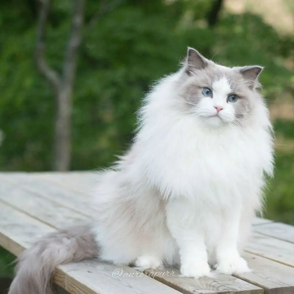 Ragdoll foto 3
