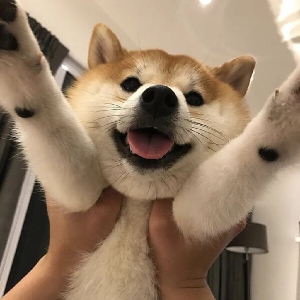 Shiba Inu foto 4
