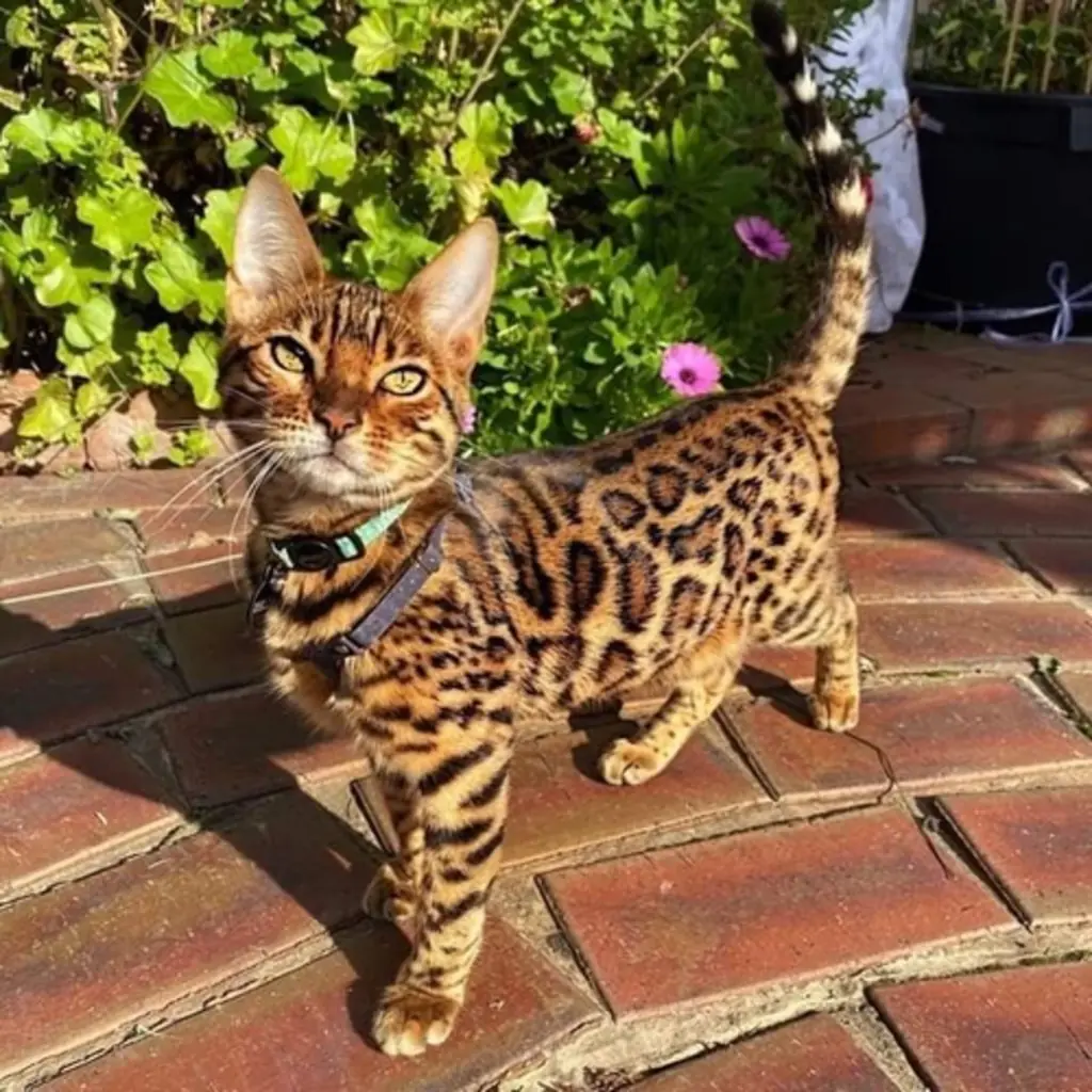 Gato de raza Bengalí