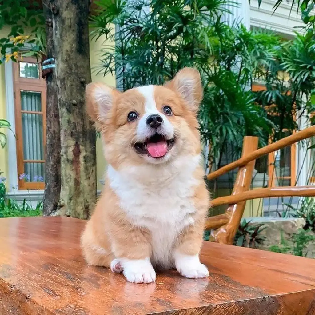 Corgi Galés de Pembroke foto 5