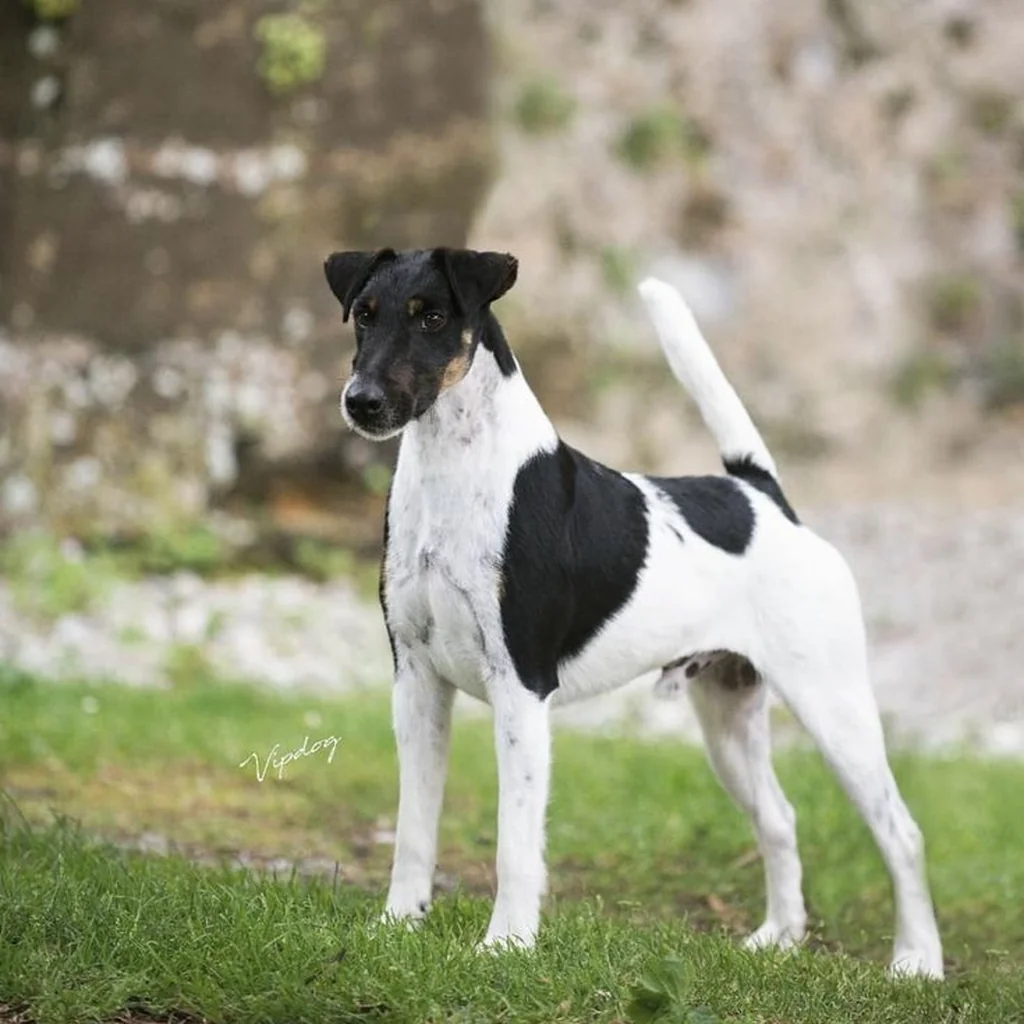 Fox Terrier foto 6
