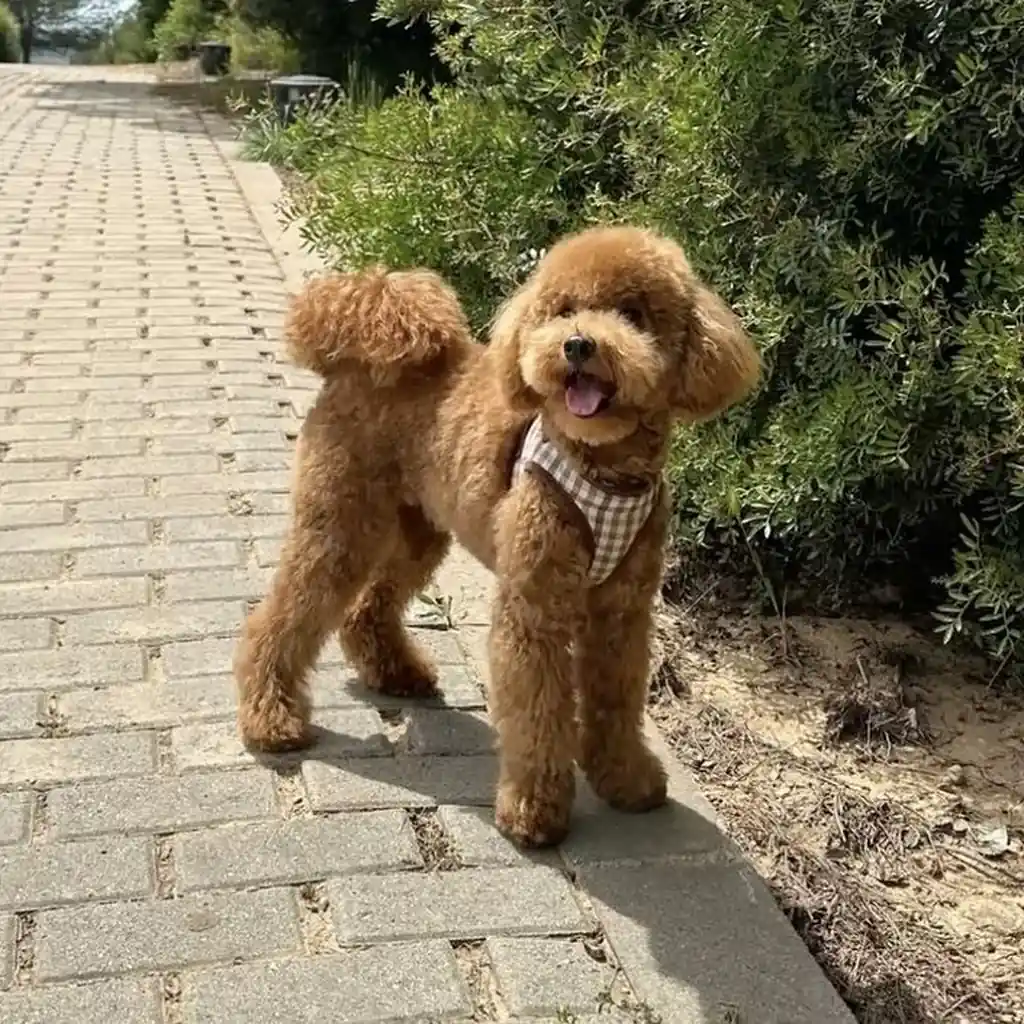 Caniche foto 2