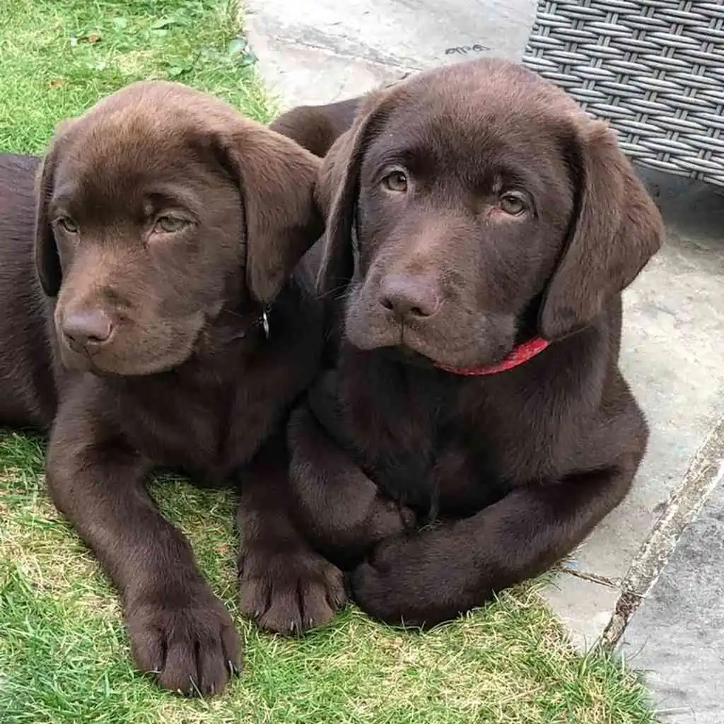 Labrador Retriever foto 4