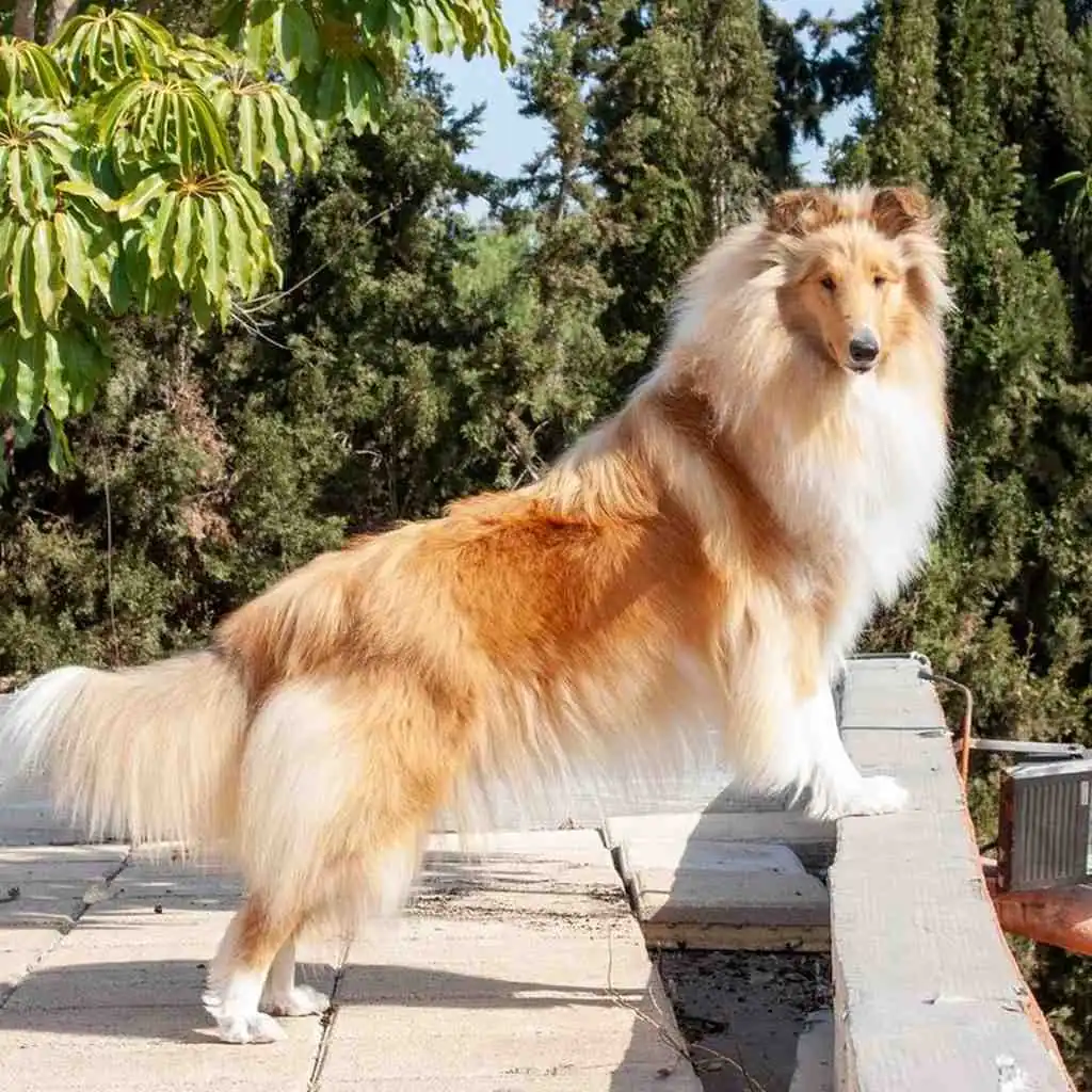 Cachorro de Pastor Collie