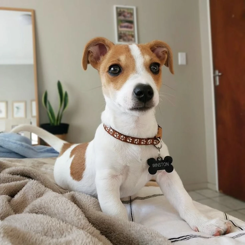 Jack Russell Terrier foto 5