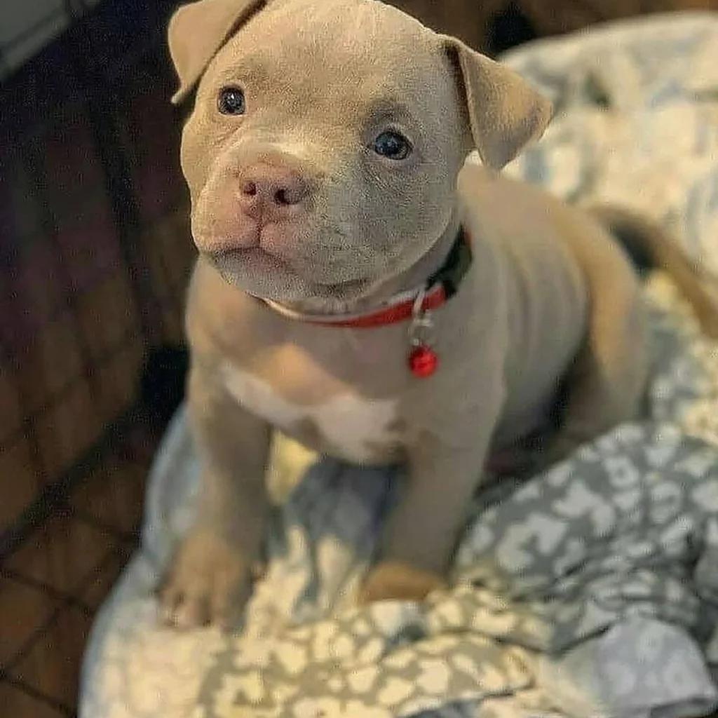 Pitbull foto 3
