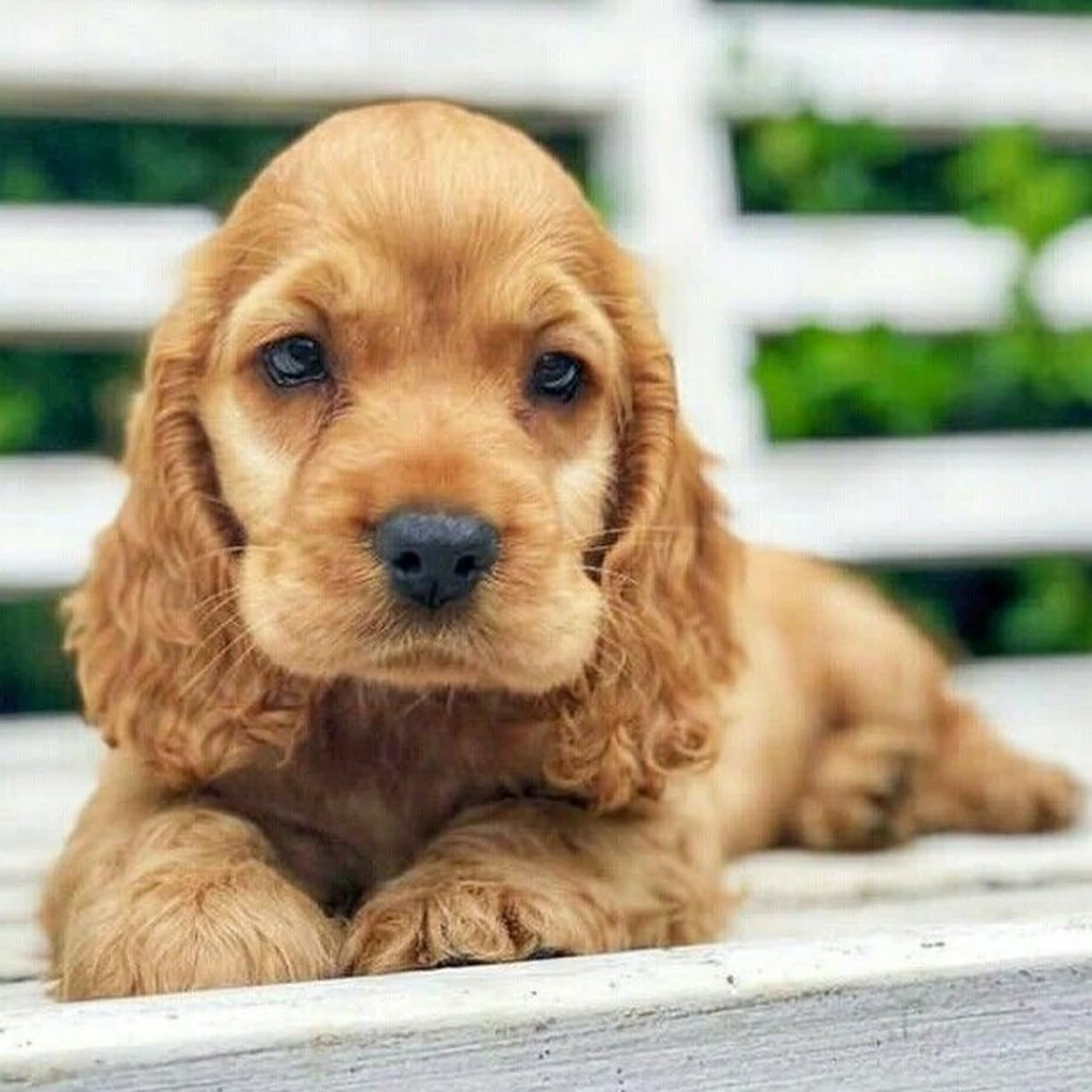 Cocker Spaniel foto 2