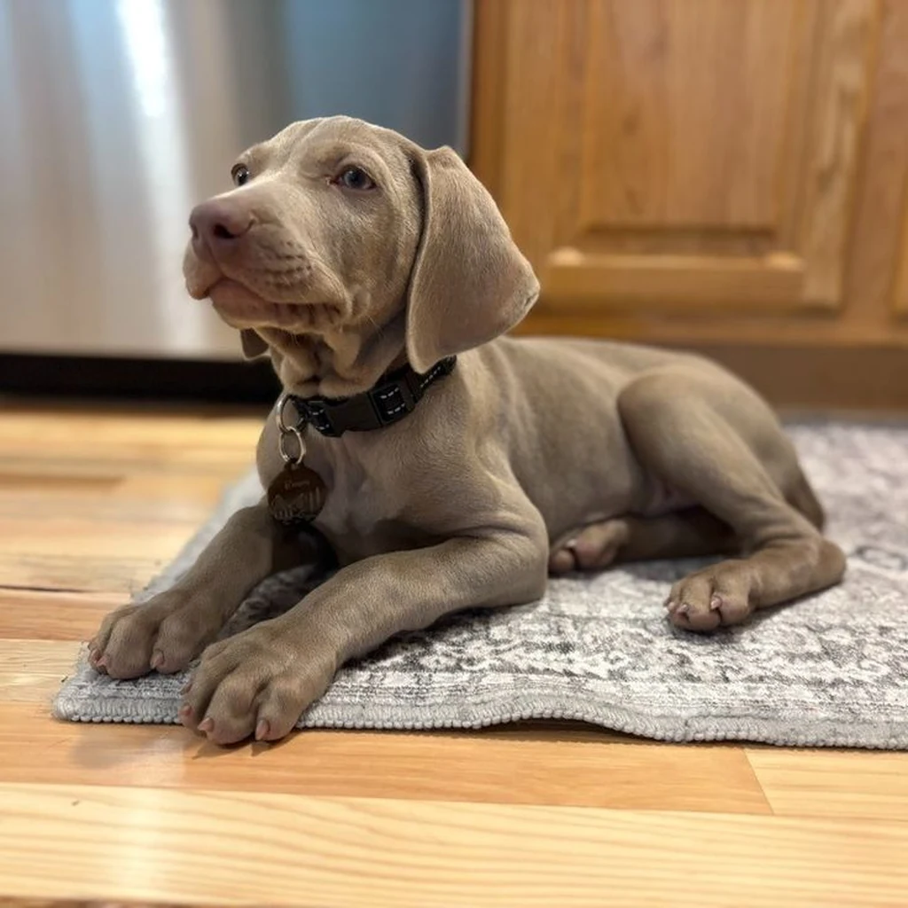 Weimaraner foto 6