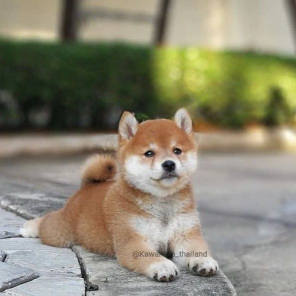 Cachorro de Shiba Inu