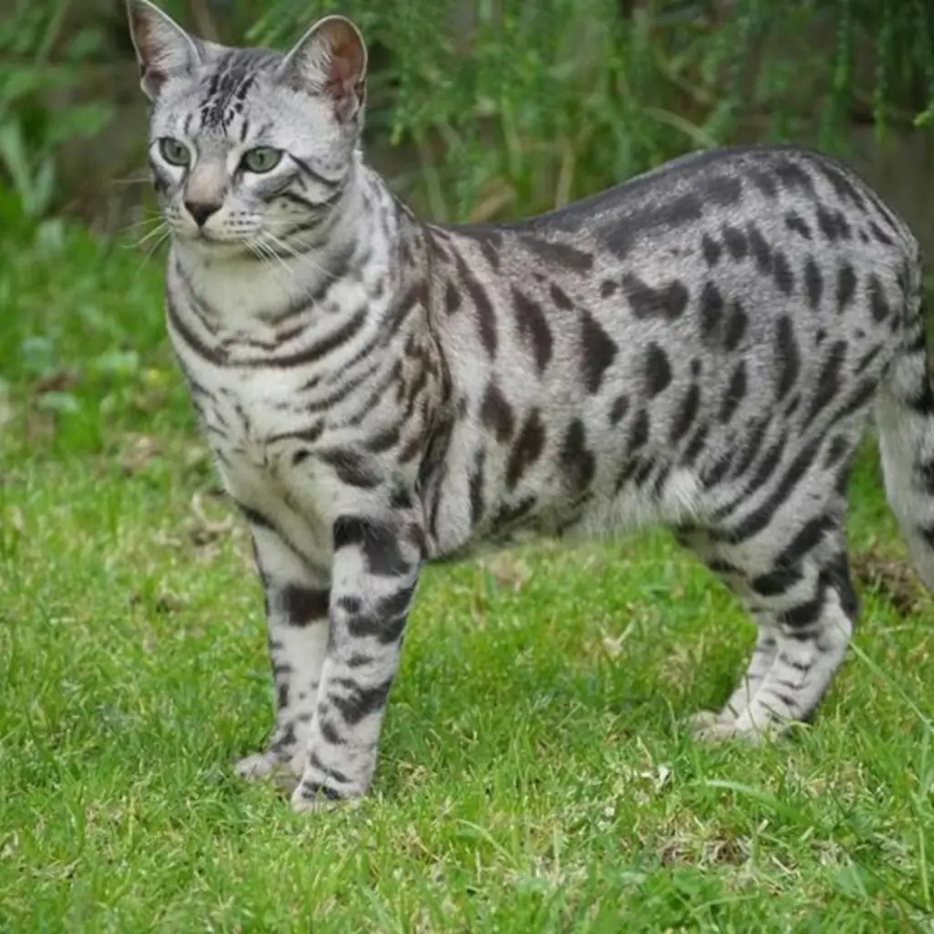 Bengalí foto 4