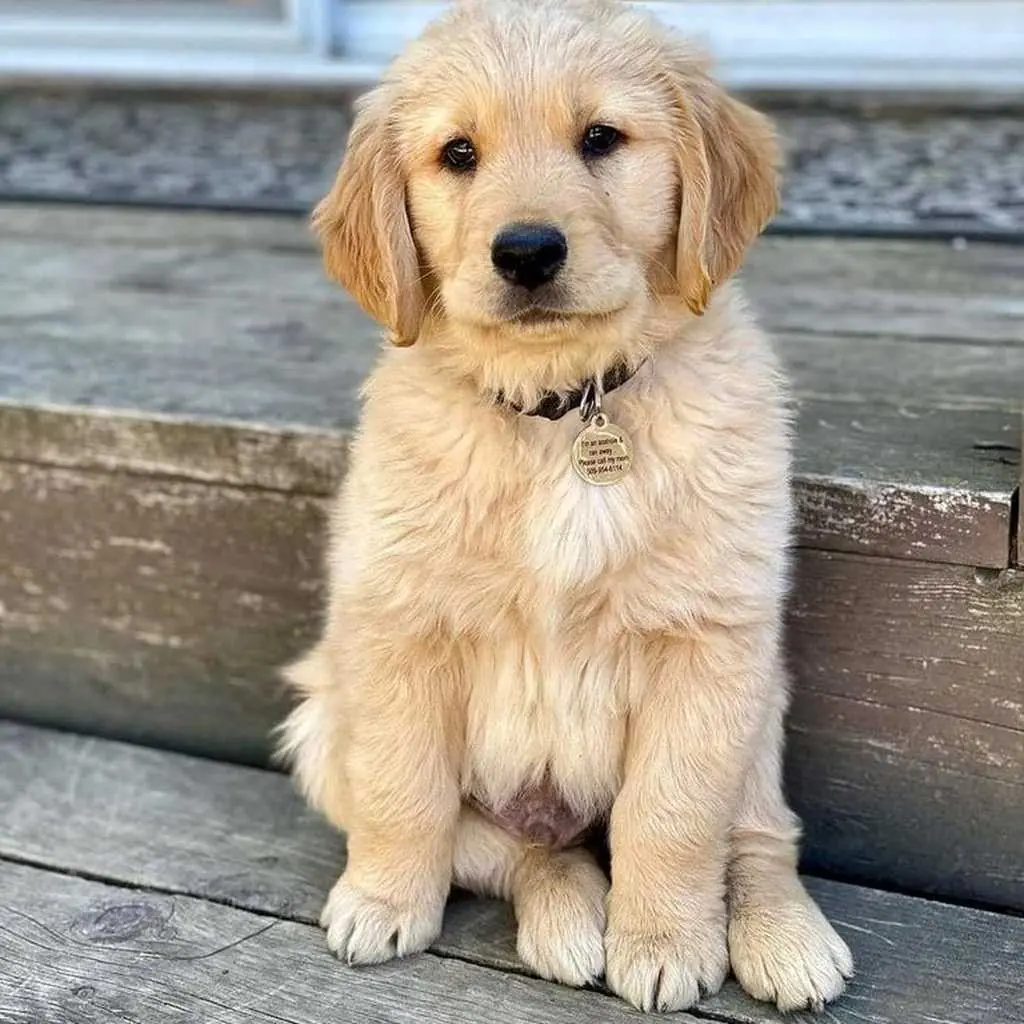 Golden Retriever foto 4