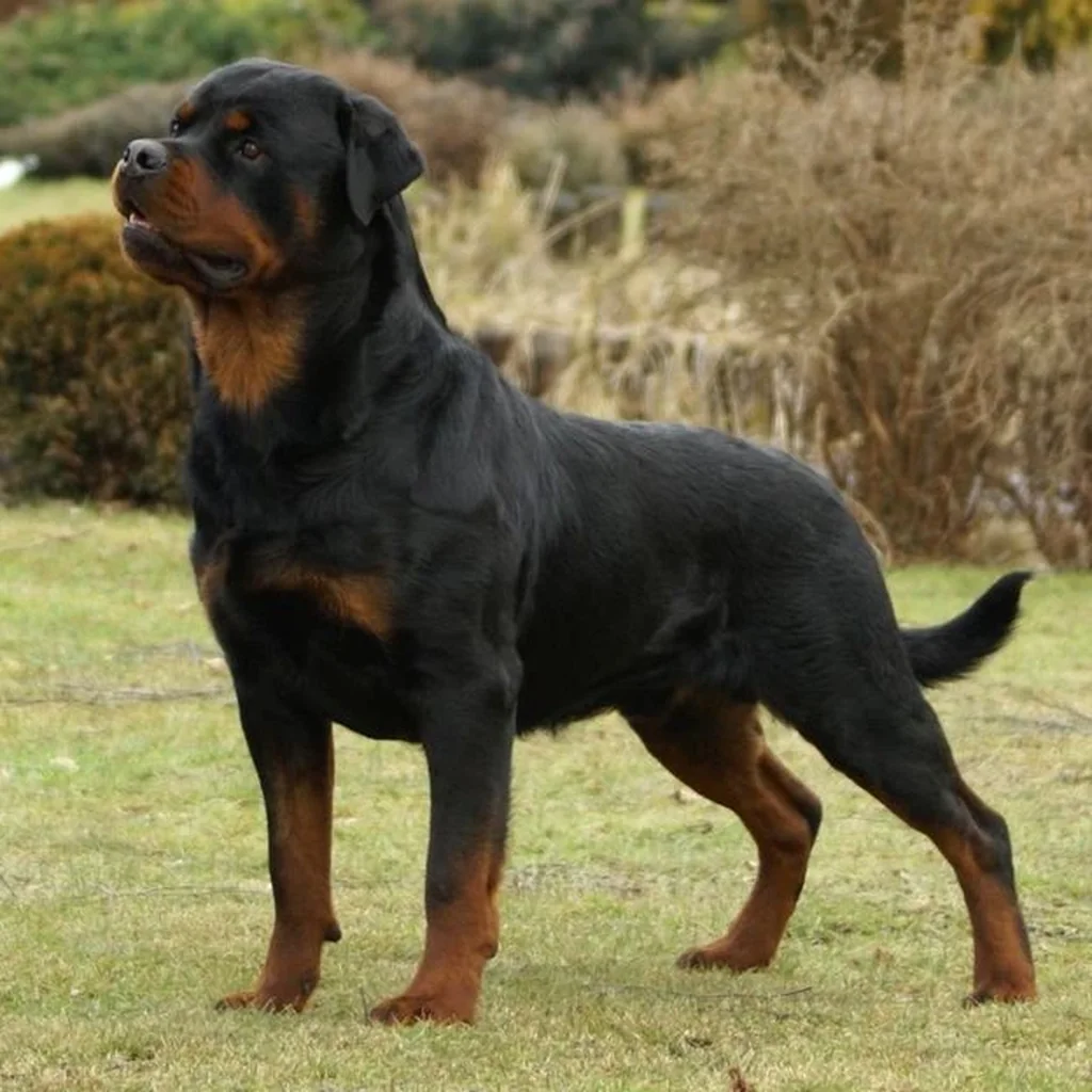 Rottweiler foto 5