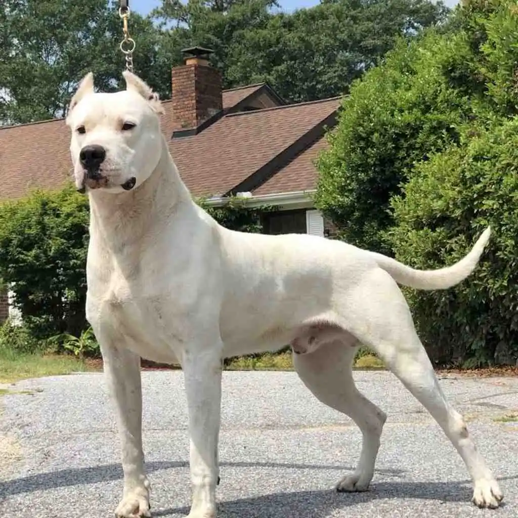 Cachorro de Dogo Argentino