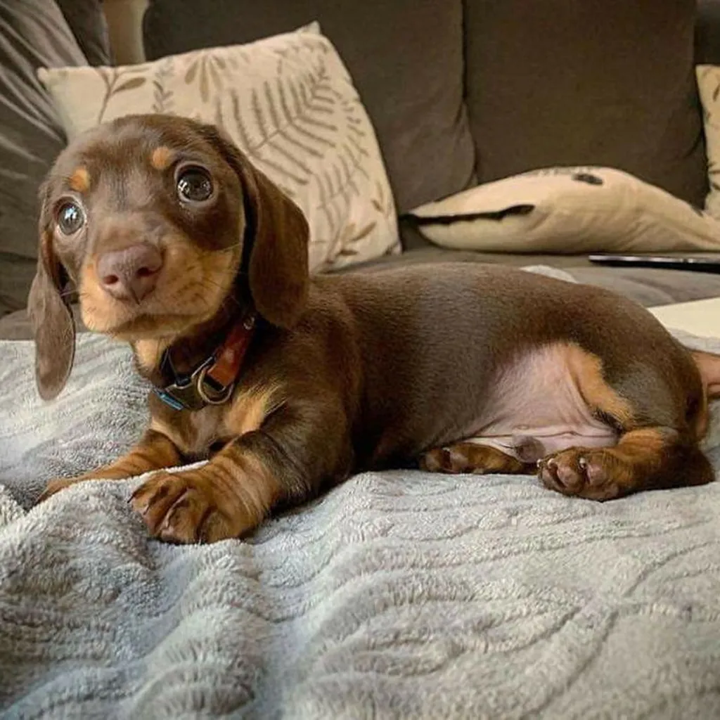 Teckel (Dachshund) foto 3