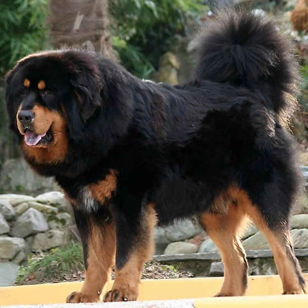 Cachorro de Mastín Tibetano