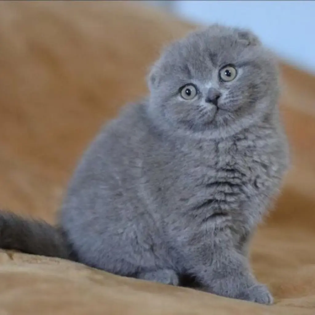 Scottish Fold foto 2