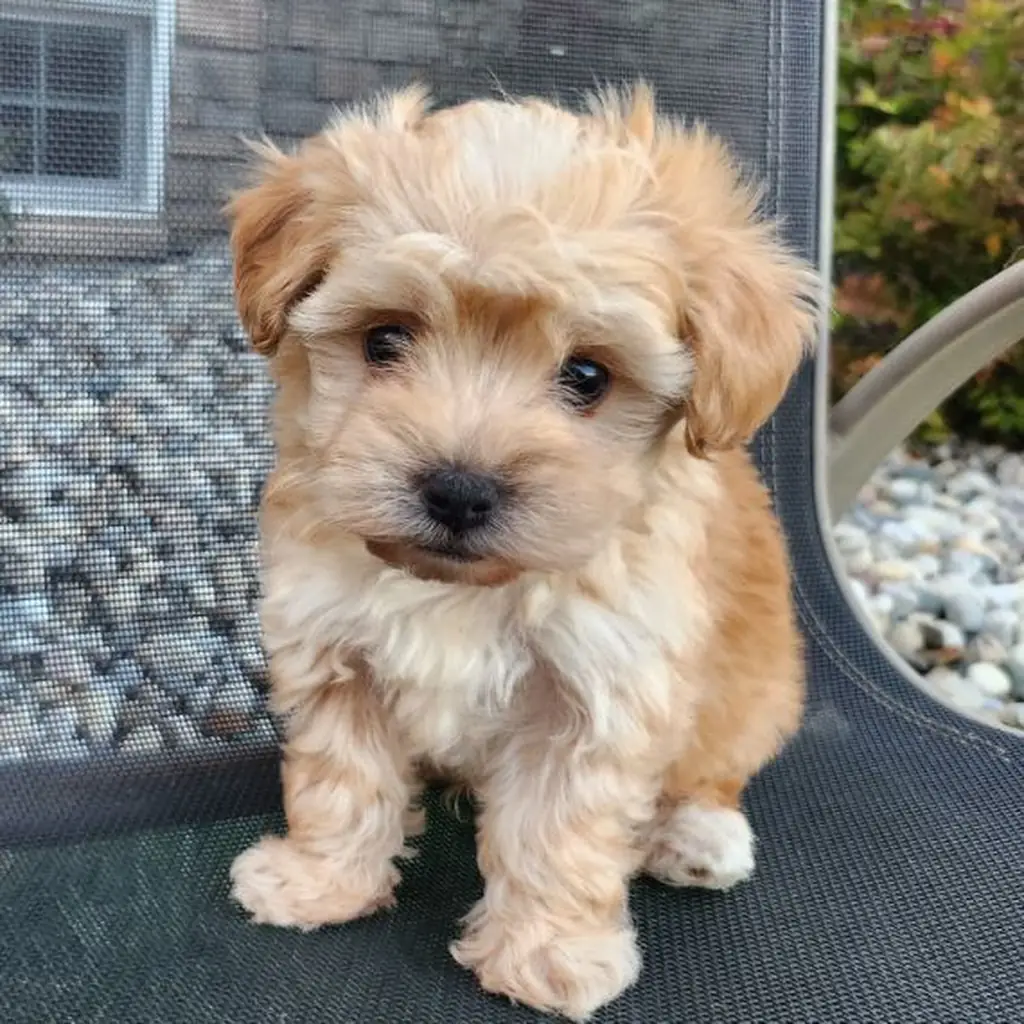 Maltipoo foto 6