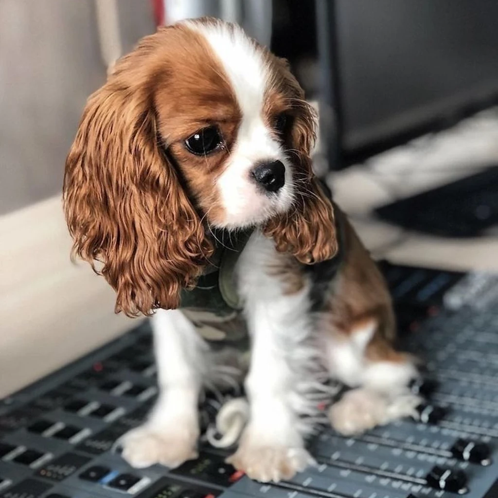 Cavalier King Charles foto 2