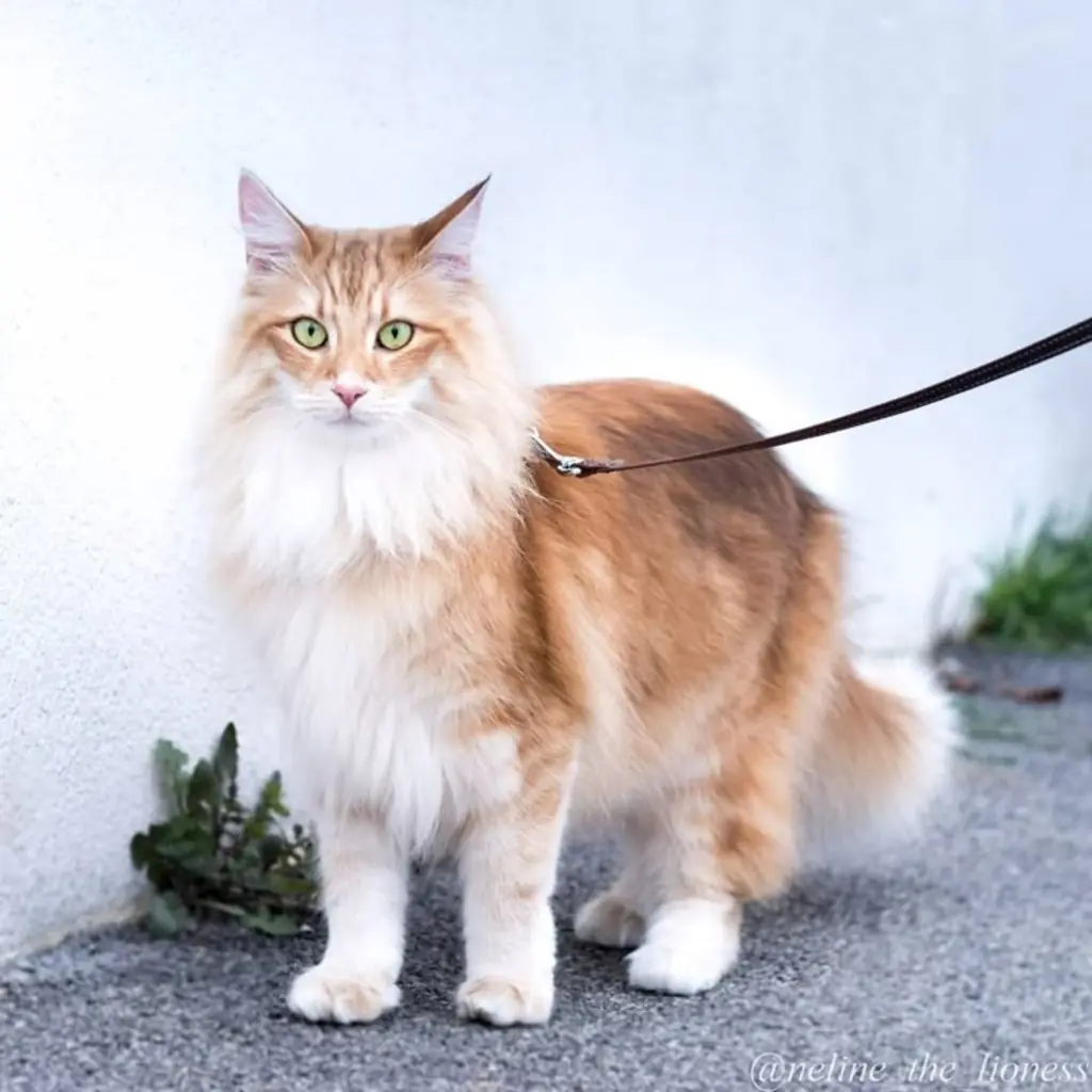 Maine Coon foto 5
