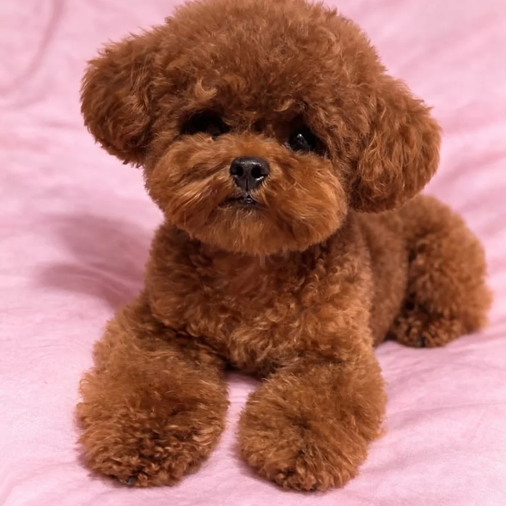 Caniche foto 4