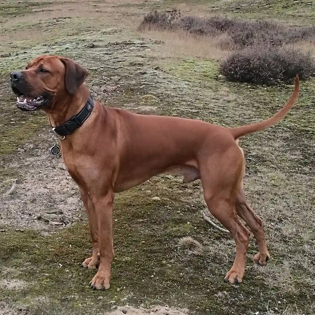 Rhodesian Ridgeback foto 4