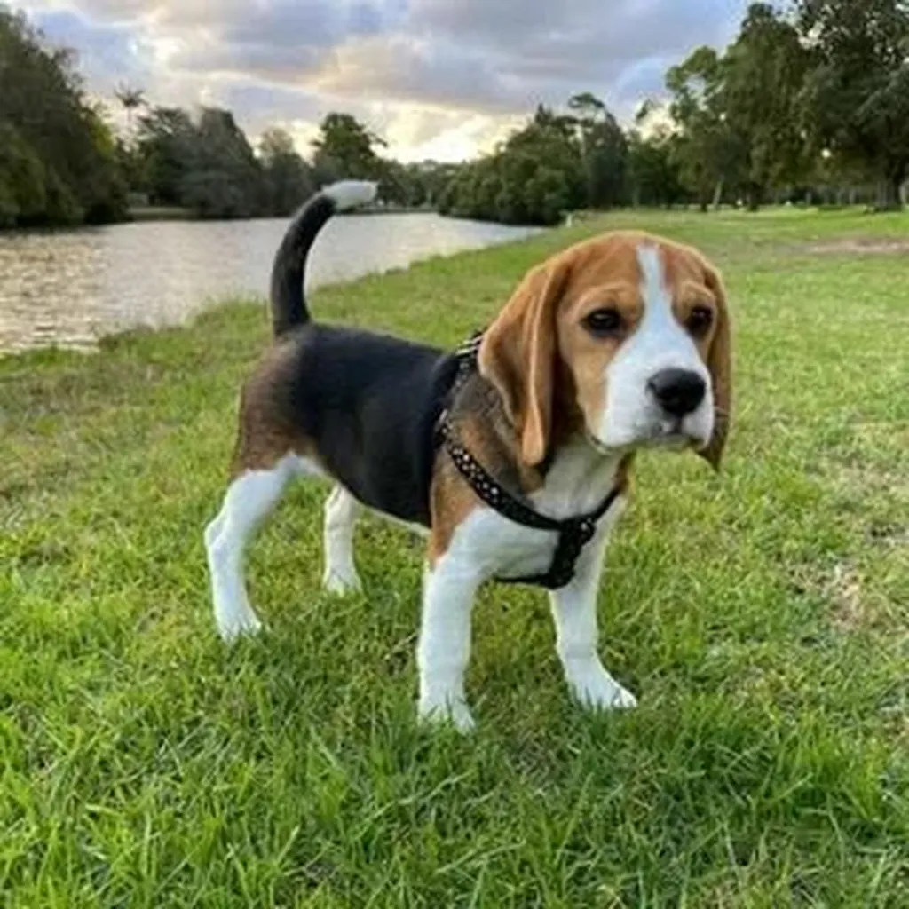Beagle foto 2