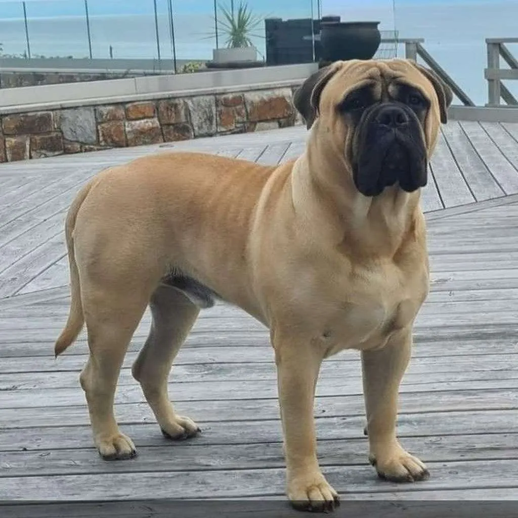 Bullmastiff foto 6