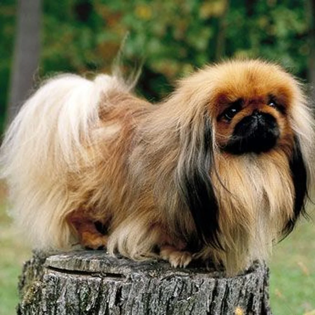 Cachorro de Pequinés