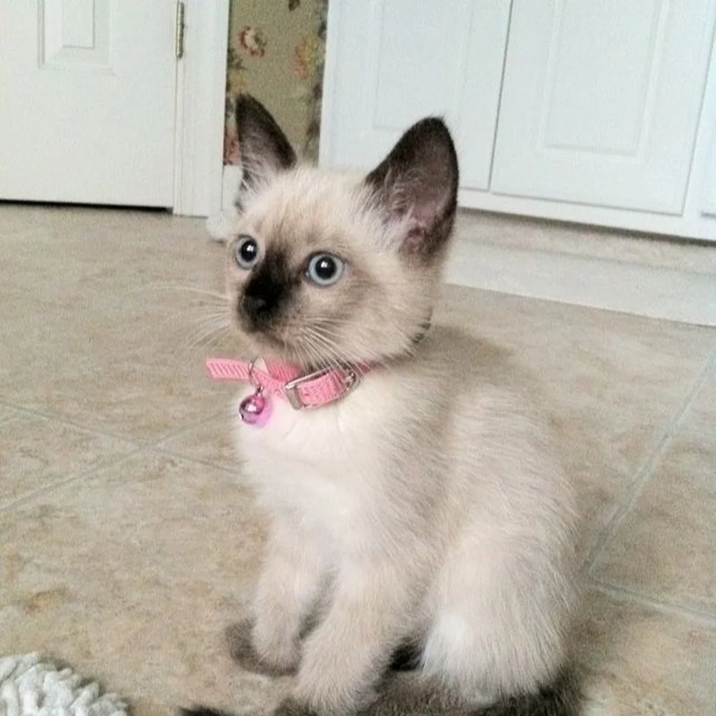 Siamés foto 3