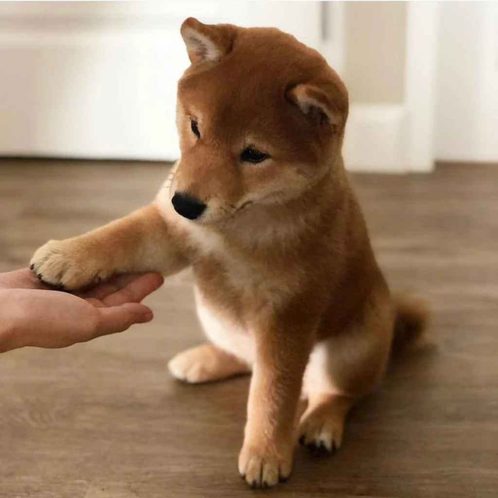 Shiba Inu foto 3