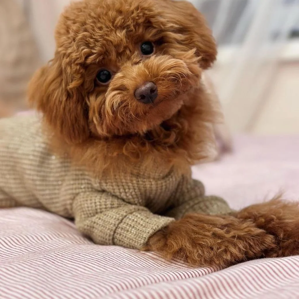 Cachorro de Caniche