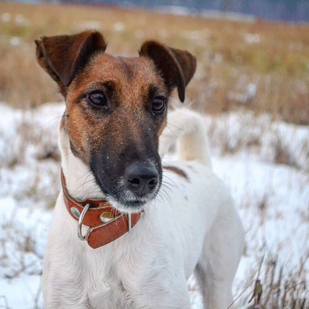 Fox Terrier foto 3