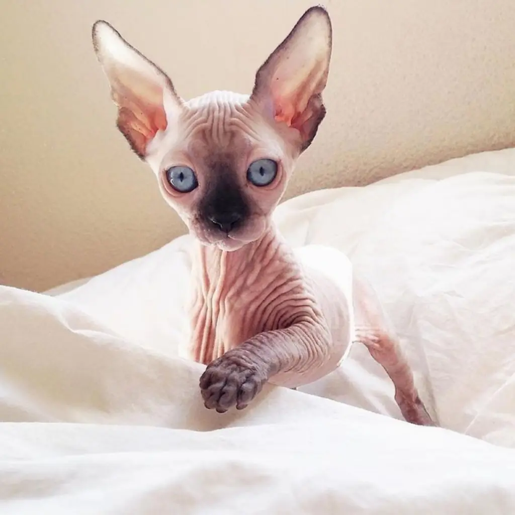 Esfinge (Sphynx) foto 2