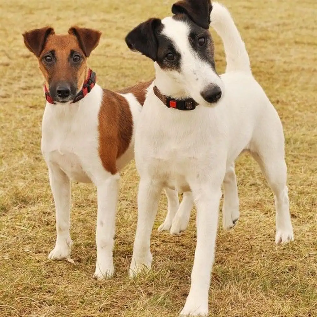 Fox Terrier foto 2