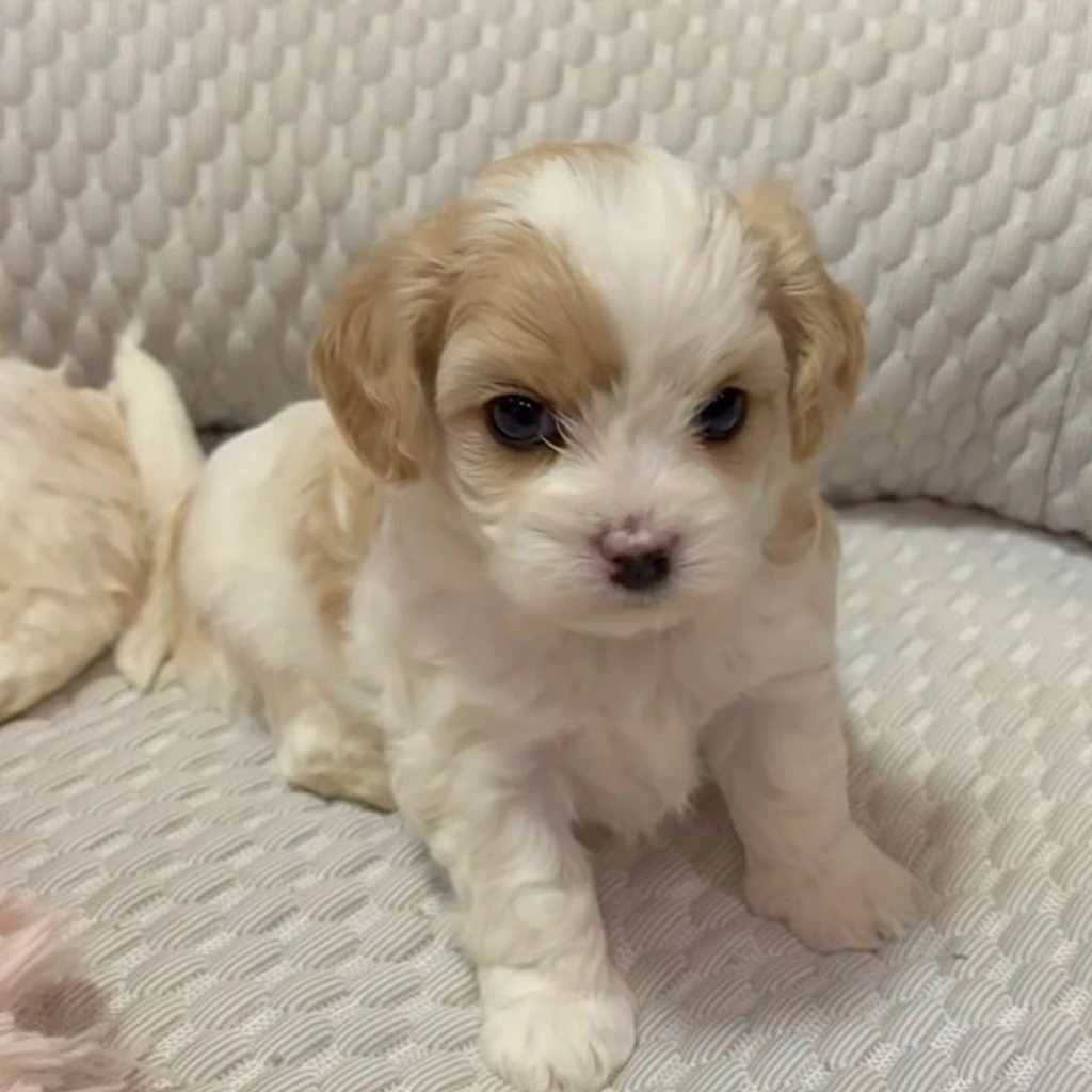 Cachorro de Maltipoo