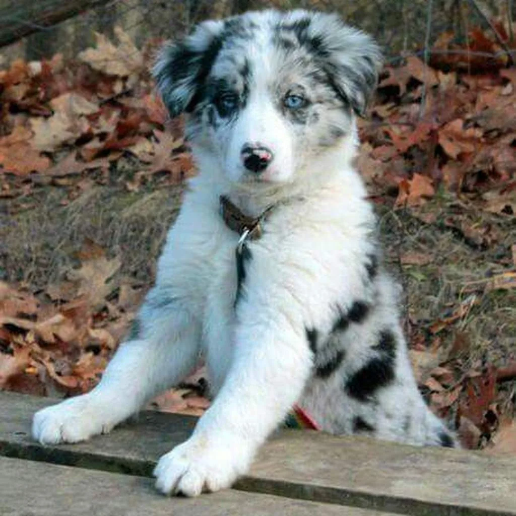 Cachorro de Border Collie