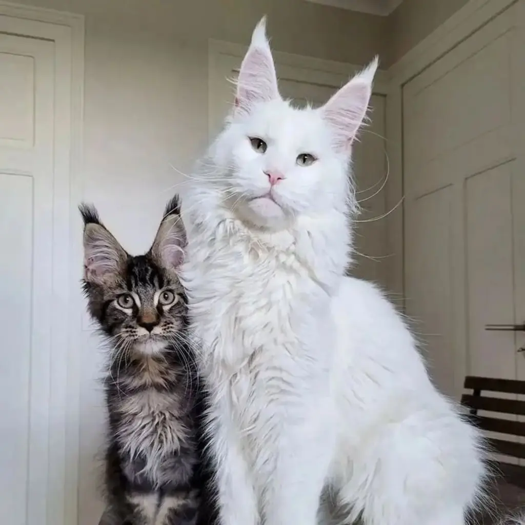 Gato de raza Maine Coon