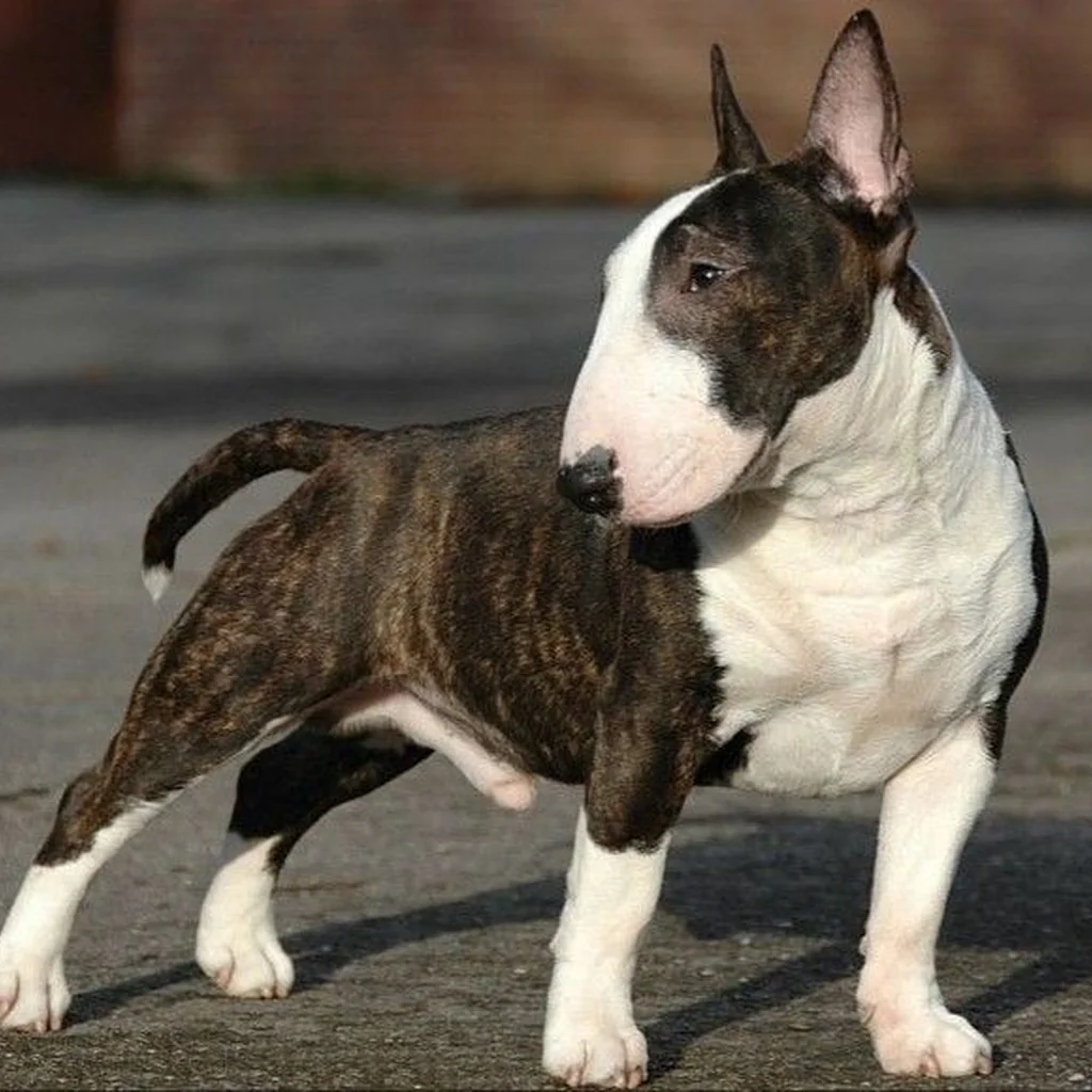 Bull Terrier foto 5
