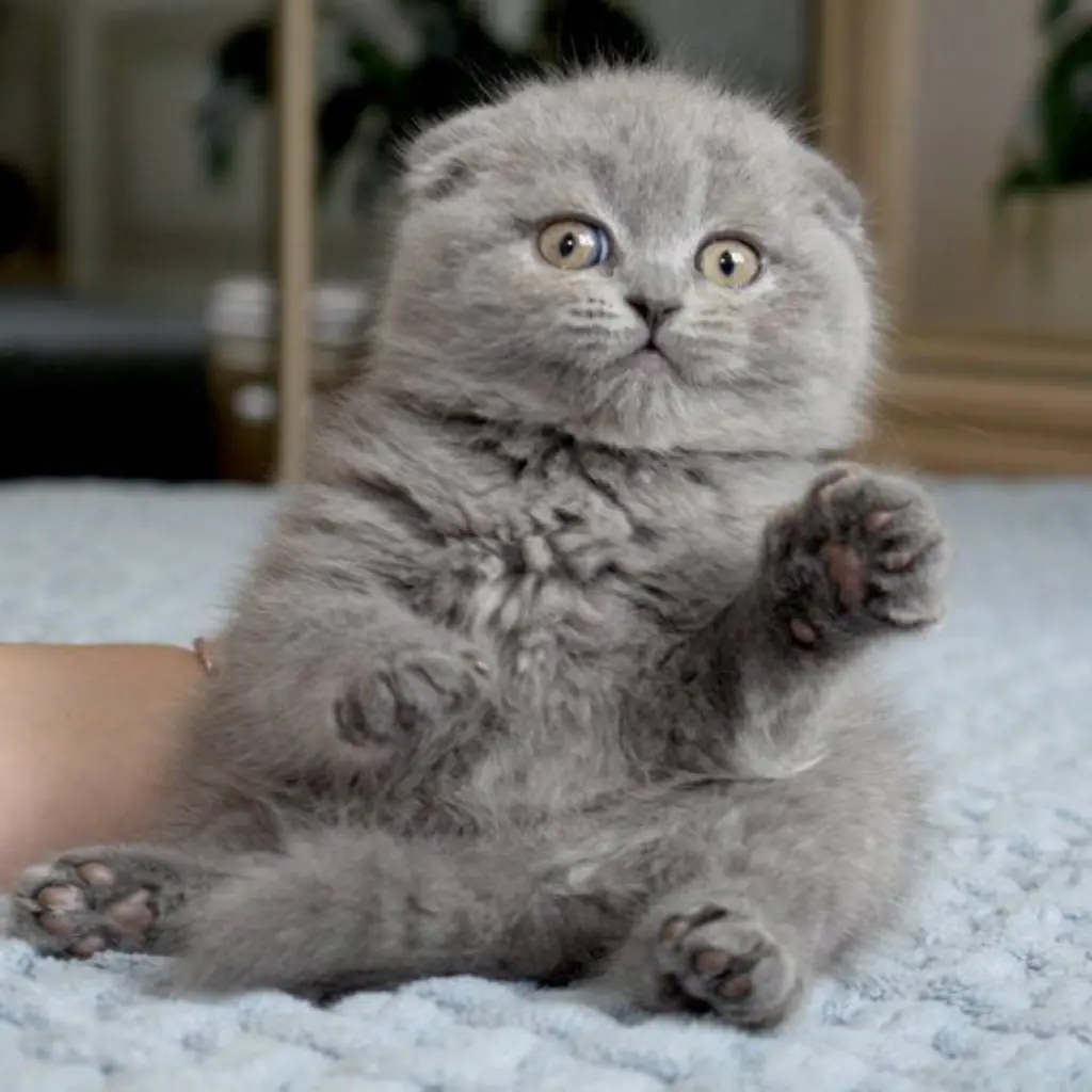 Scottish Fold foto 4