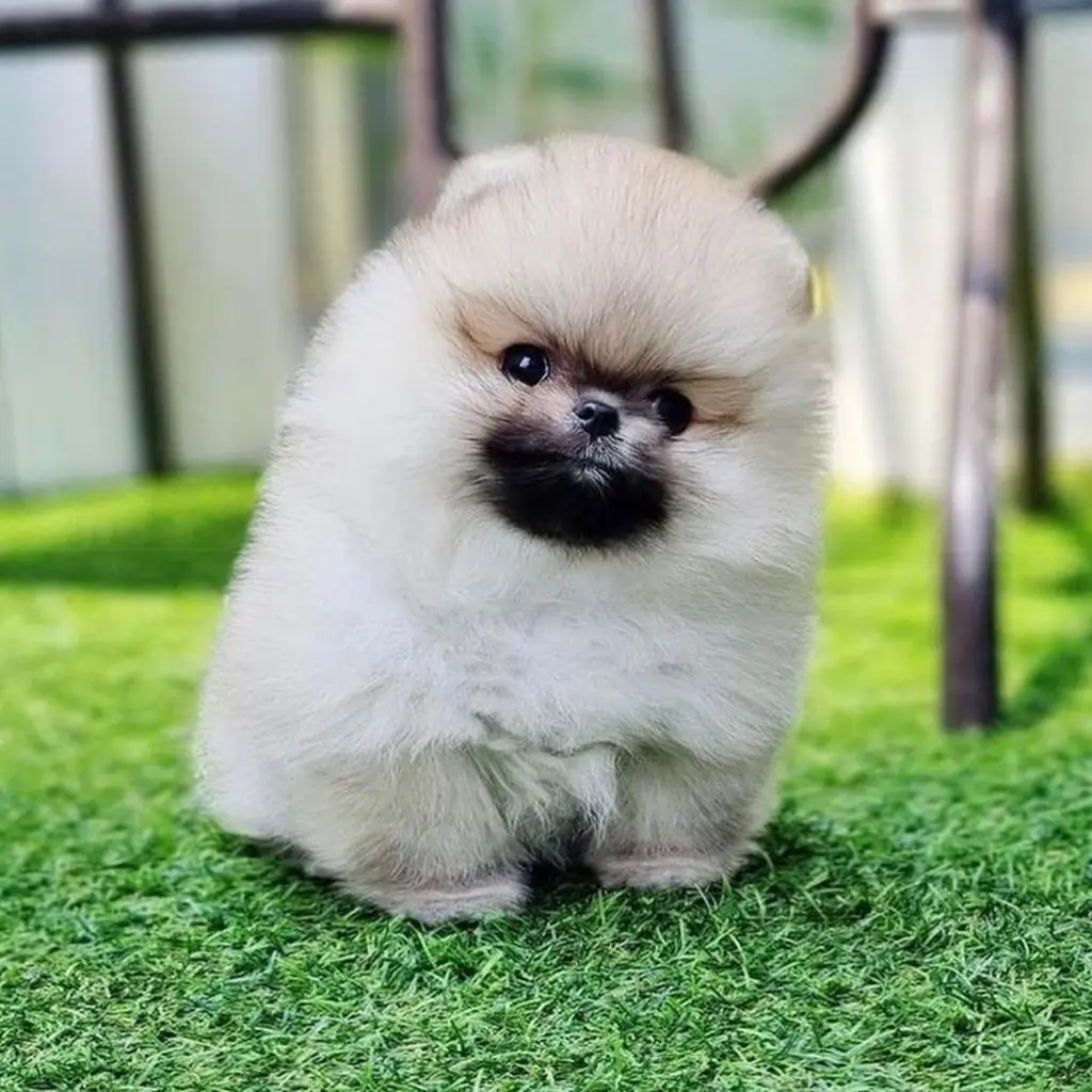 Pomerania Cara de Oso foto 5