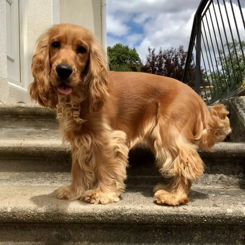 Cocker Spaniel foto 6
