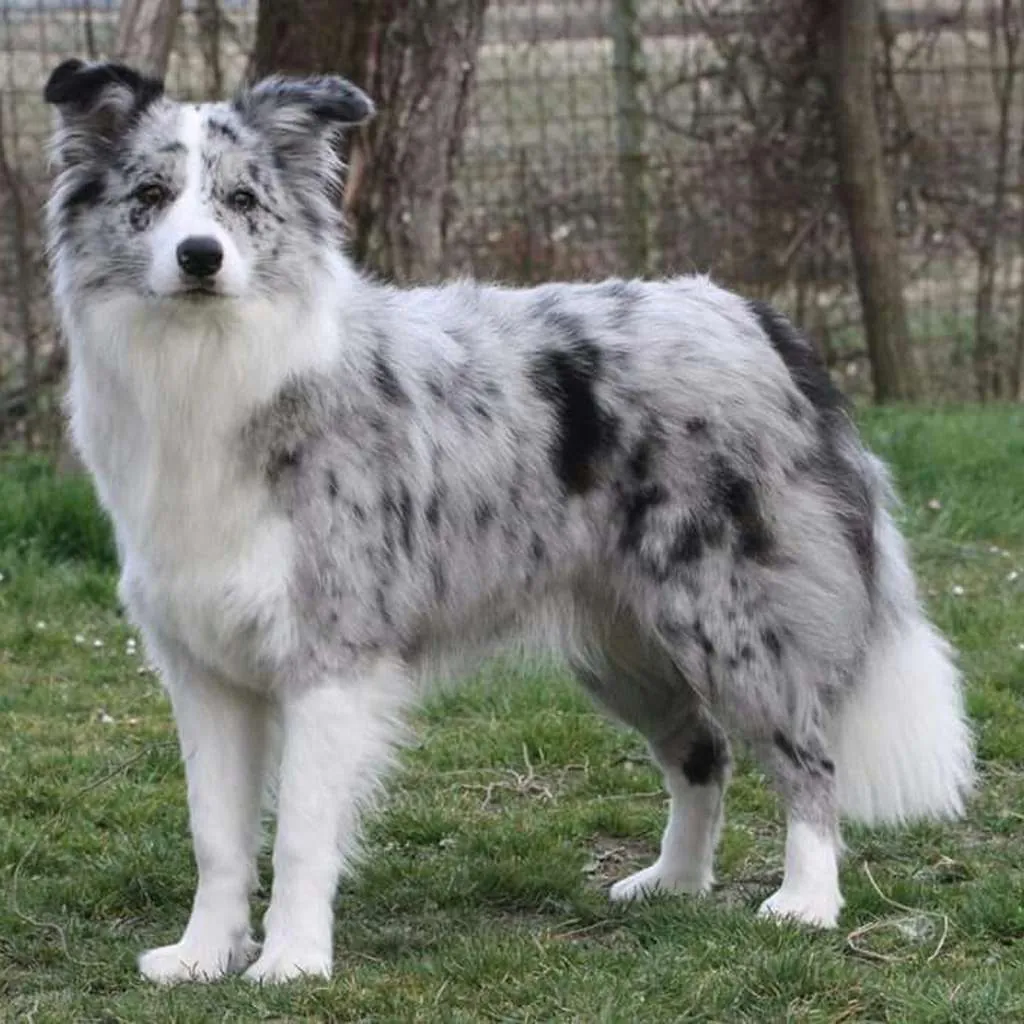 Border Collie foto 2
