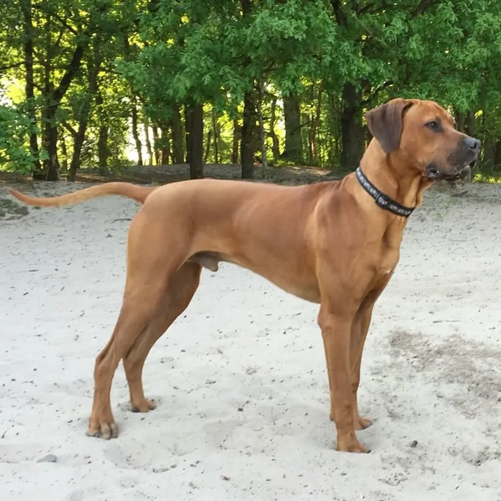 Rhodesian Ridgeback foto 2