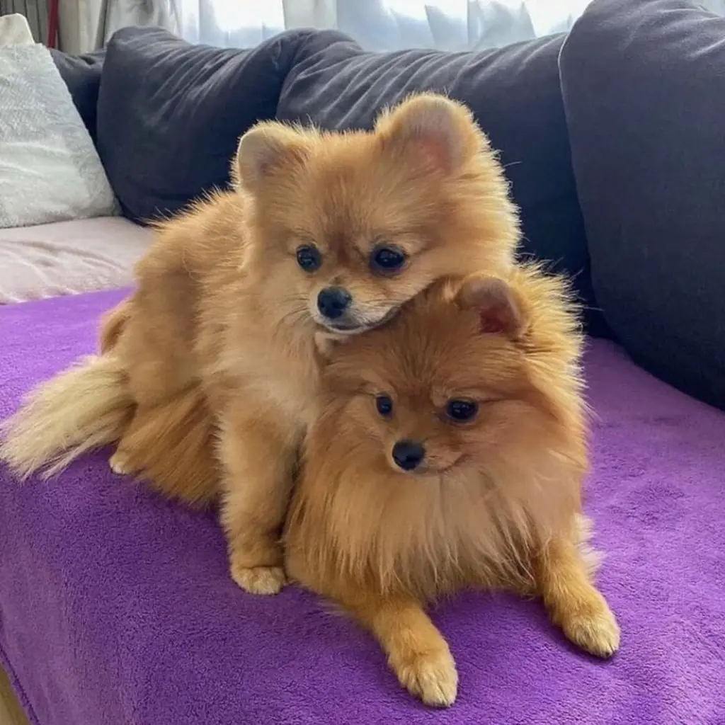 Pomerania Cara de Zorro foto 4