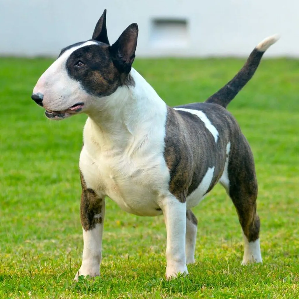 Bull Terrier foto 6