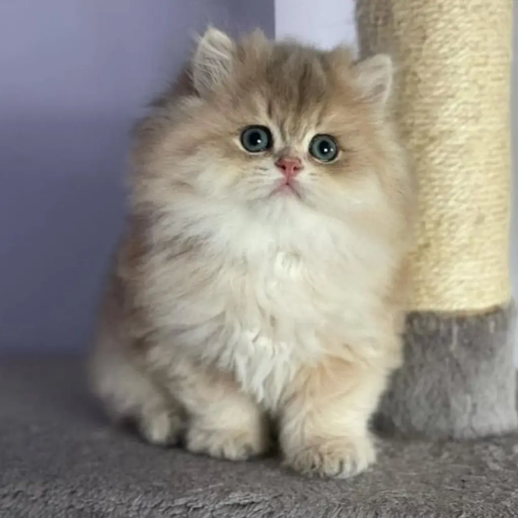 Gato de raza Persa